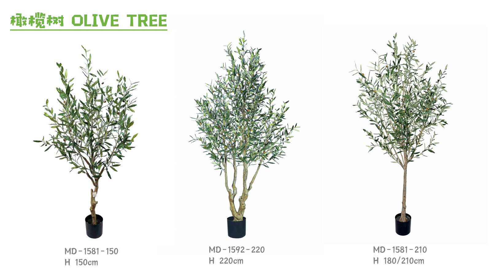 Olive Trees